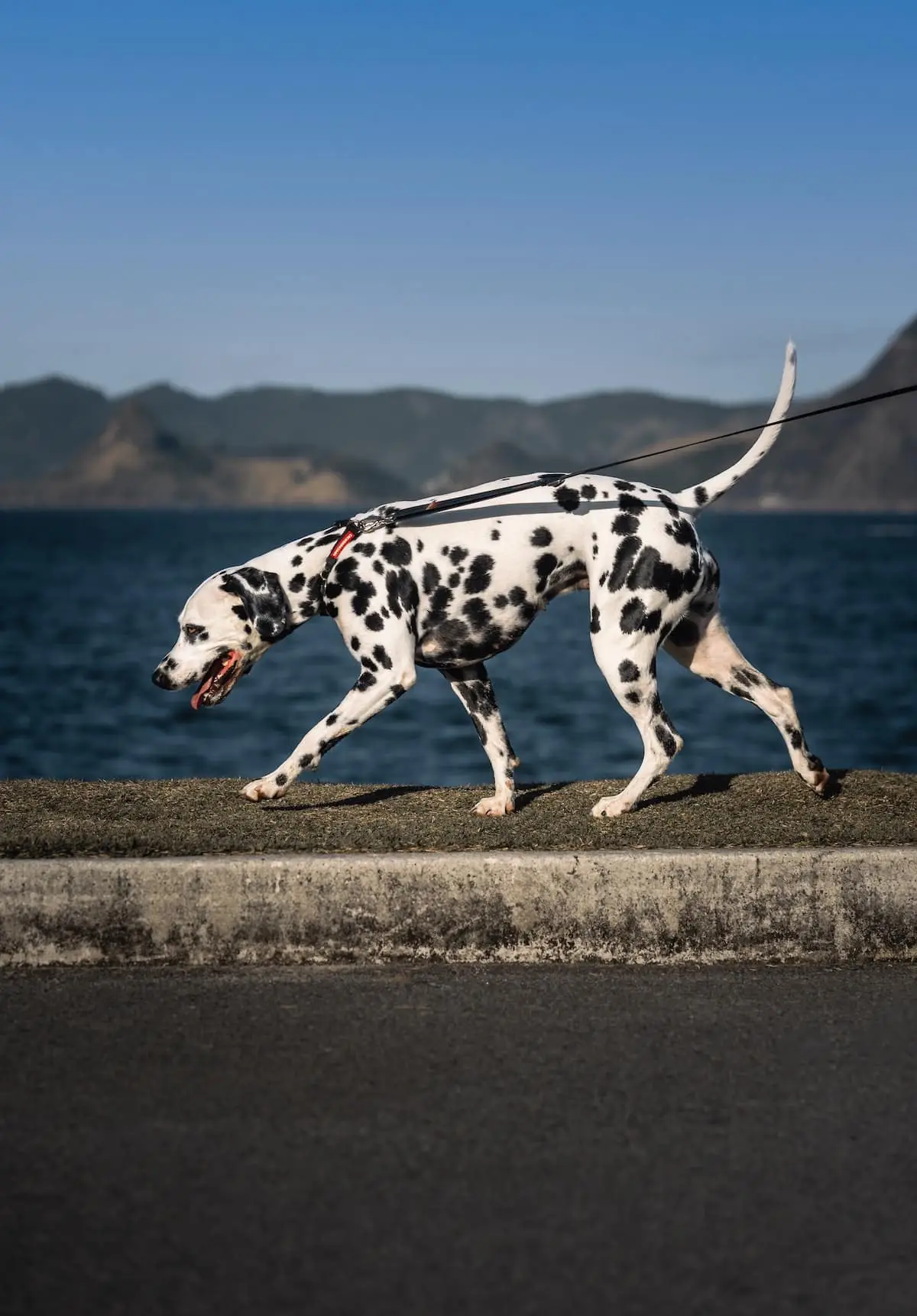 Where to take your dog in Rio de Janeiro | PetAir UK