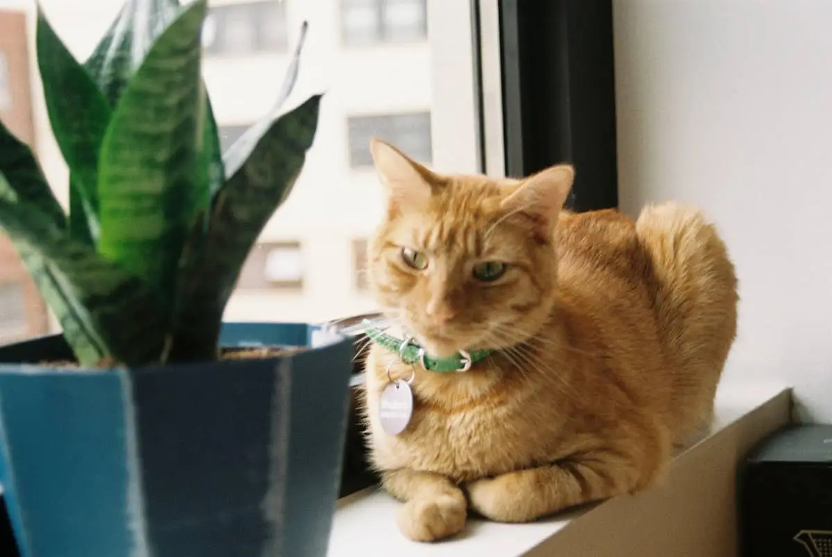 How to stop your cat eating plants | PetAir UK