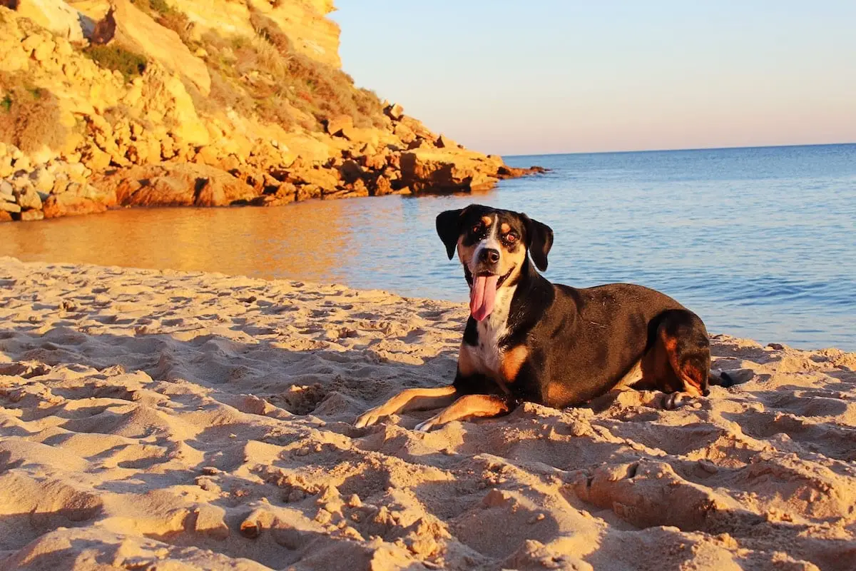 Where to take your dog in Portugal | PetAir UK