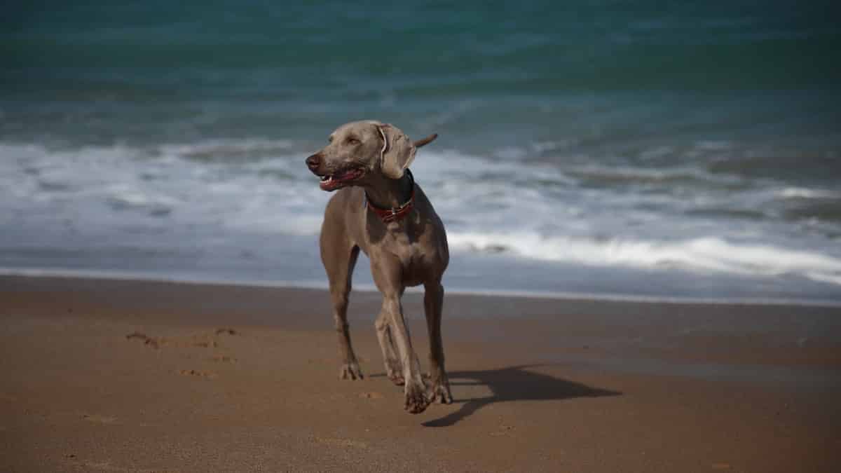 Where to take your dog in Sydney | PetAir UK
