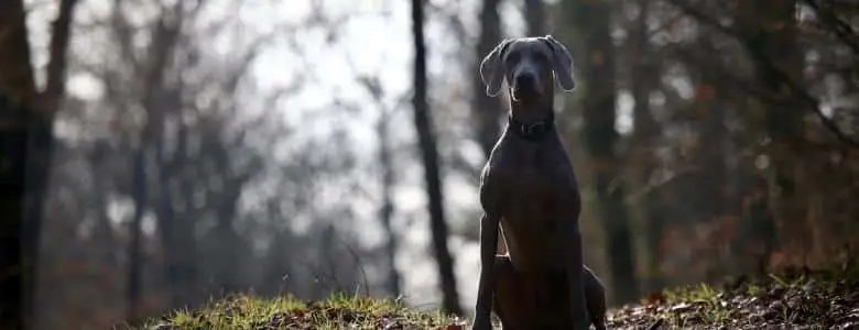 Adventure park for dogs opens in Cheshire | PetAir UK