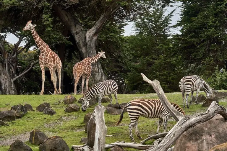 The best animal shows to stream right now | PetAir UK