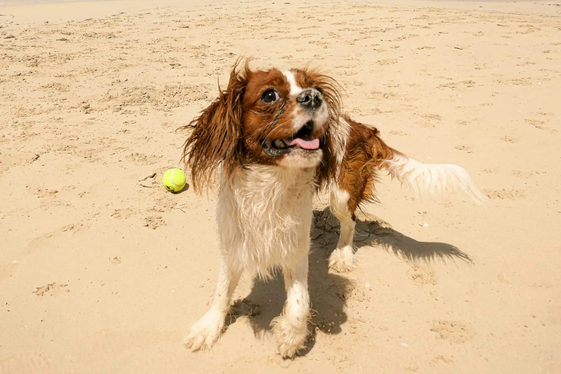 Top Things to Do with Your Pet in Dubai This Spring | PetAir UK