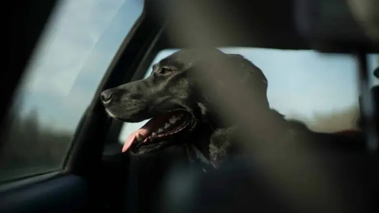 How to travel safely with your pet during busy holiday weekends | PetAir UK