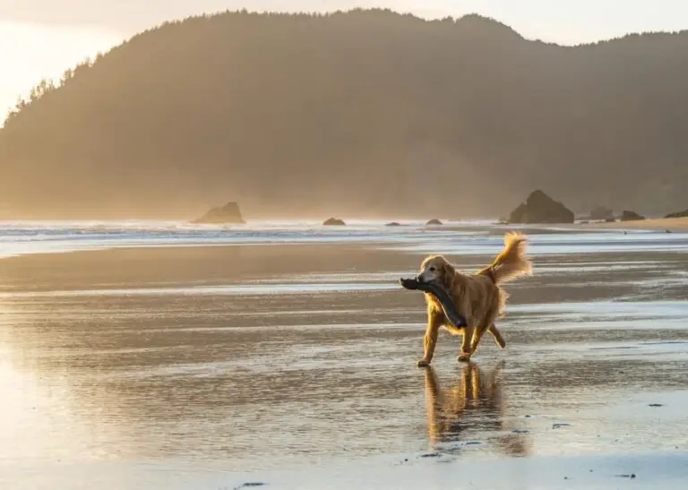 Where to take your dog in Portland, Oregon | PetAir UK