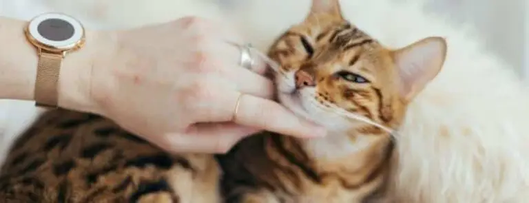 Want to work with cats? Consider these job roles | PetAir UK