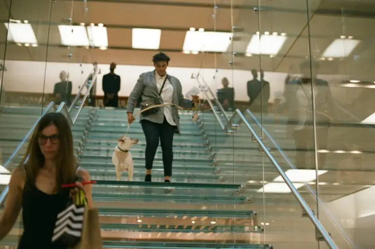 Taking a pet through Miami Airport | PetAir UK