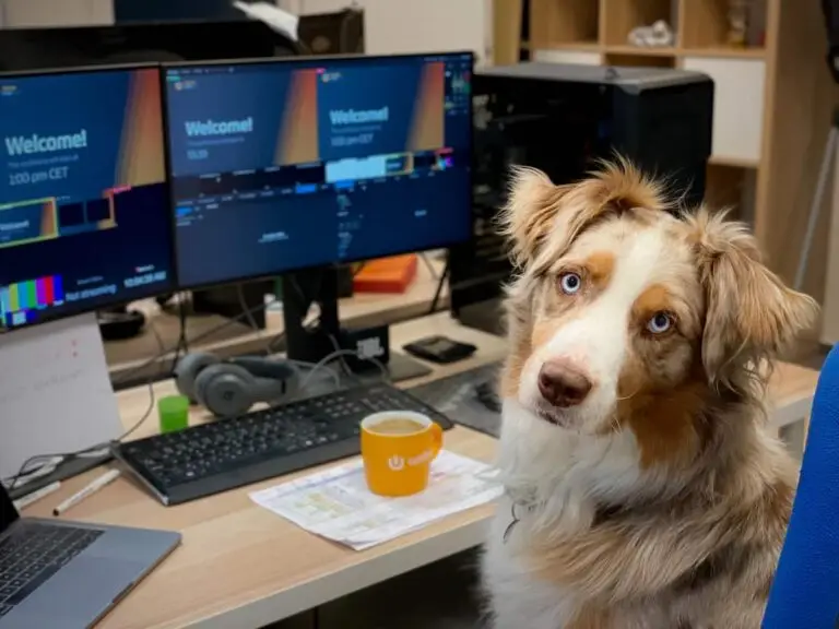 Can I take my dog to work with me? | PetAir UK