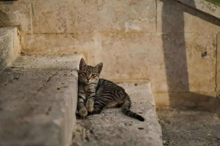 Taking cats to the UAE | PetAir UK