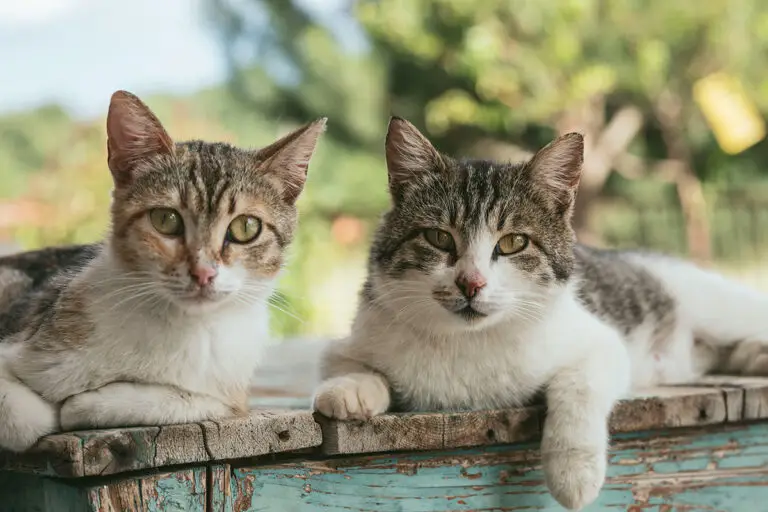 Taking cats to the USA | PetAir UK
