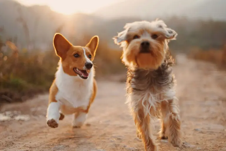 Taking dogs to the UAE | PetAir UK