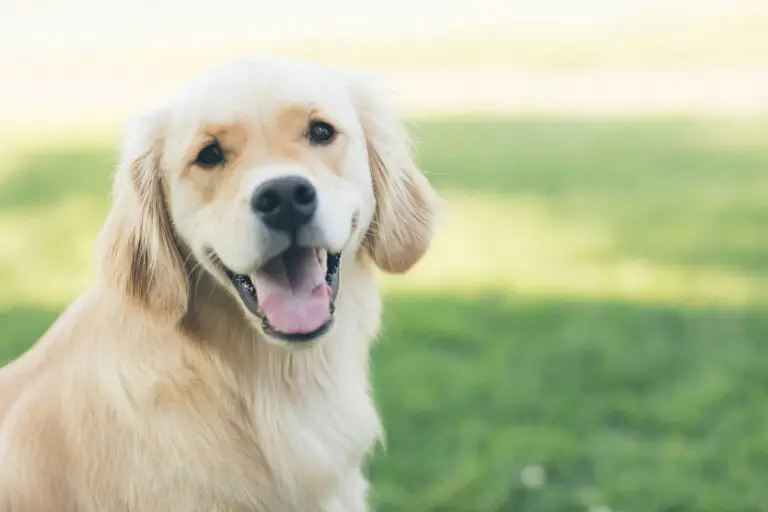 Taking dogs to the USA | PetAir UK