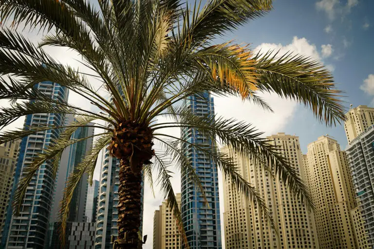 Taking pets to Dubai | PetAir UK