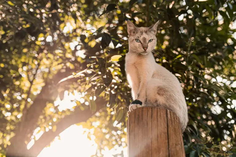Taking Cats to Australia | PetAir UK