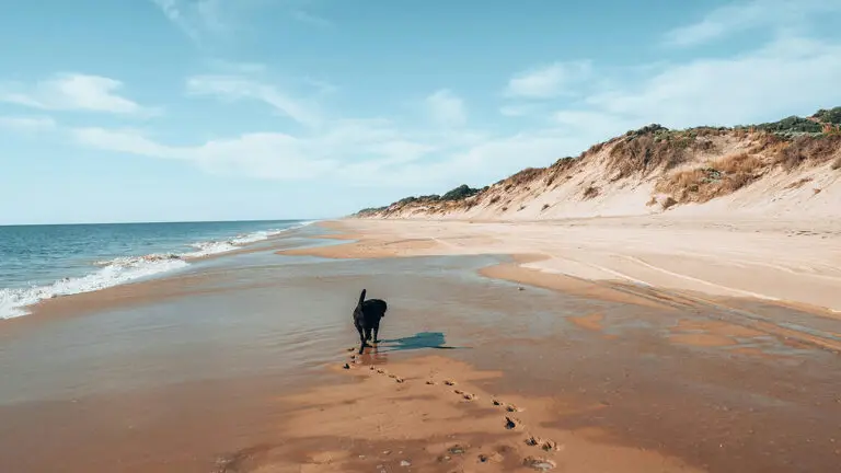 Taking Dogs to Australia | PetAir UK