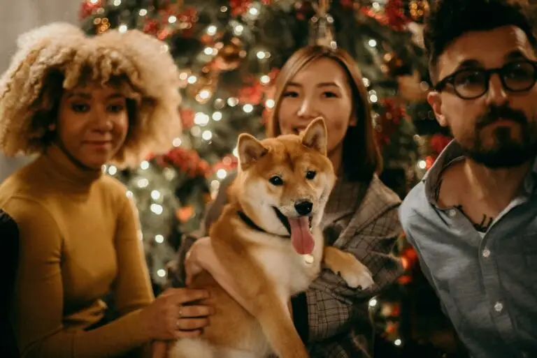 Dog friendly USA Christmas travel ideas | PetAir UK