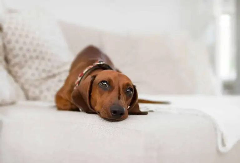Dog friendly hotels in America | PetAir UK