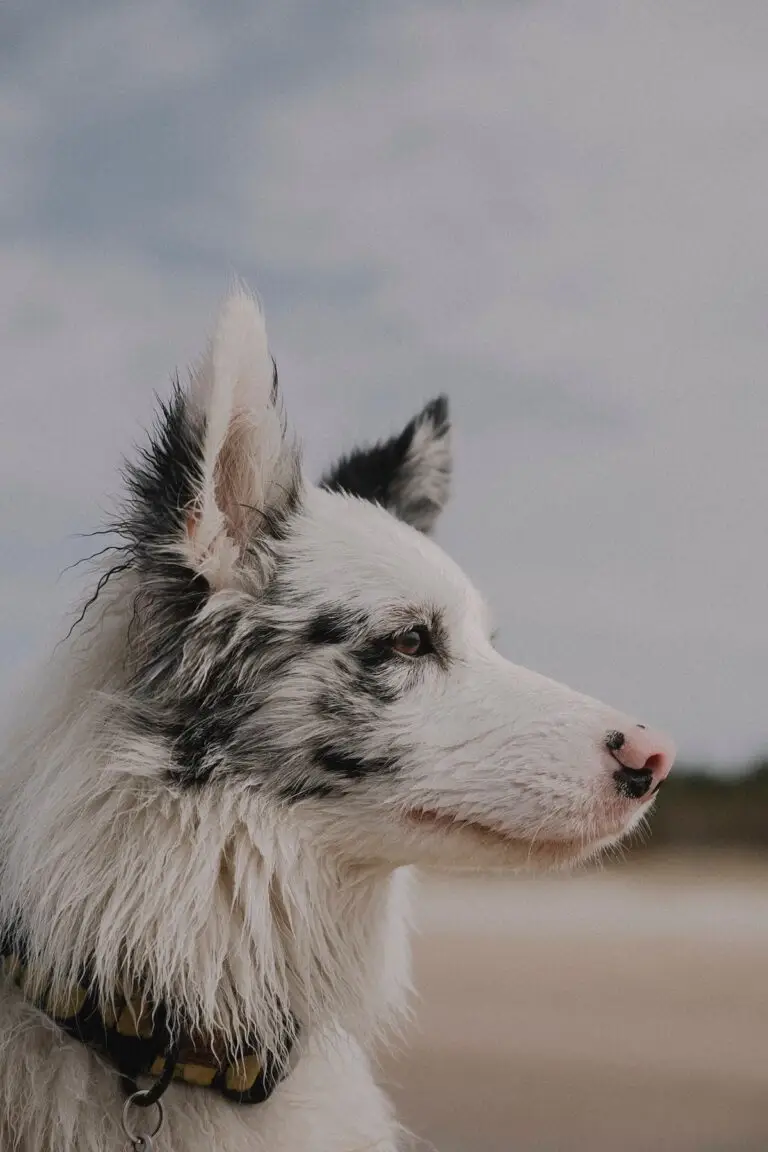 Where to take your dog in Malta | PetAir UK