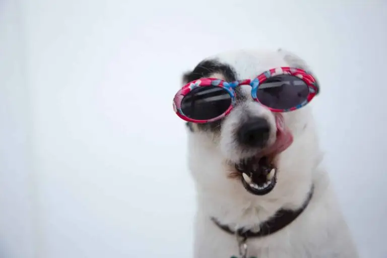 British Airways Pet Policy | PetAir UK