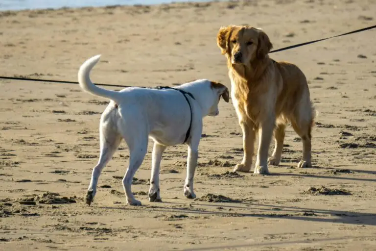 Things to do with your dog in Barcelona | PetAir UK