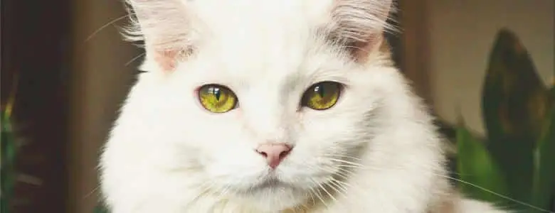 ‘Mog’ author Judith Kerr to publish new book | PetAir UK