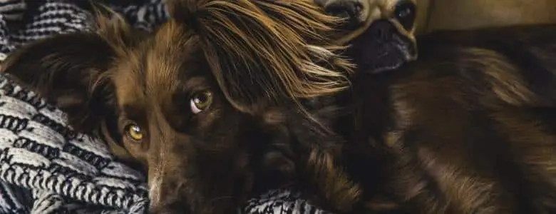 5 diseases pets can pick up from humans | PetAir UK