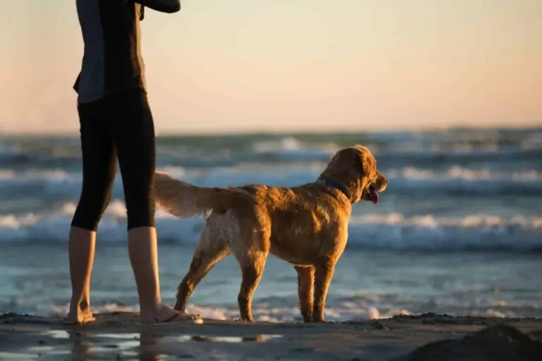 Best places to take your dog in Florida | PetAir UK