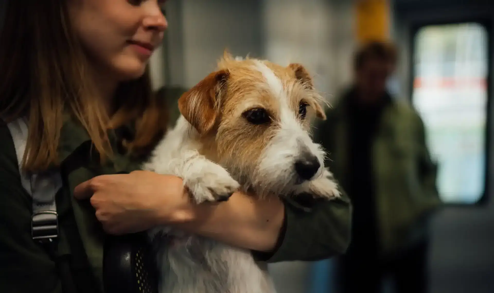 Which Airlines Fly Dogs to Australia from the UK? | PetAir UK