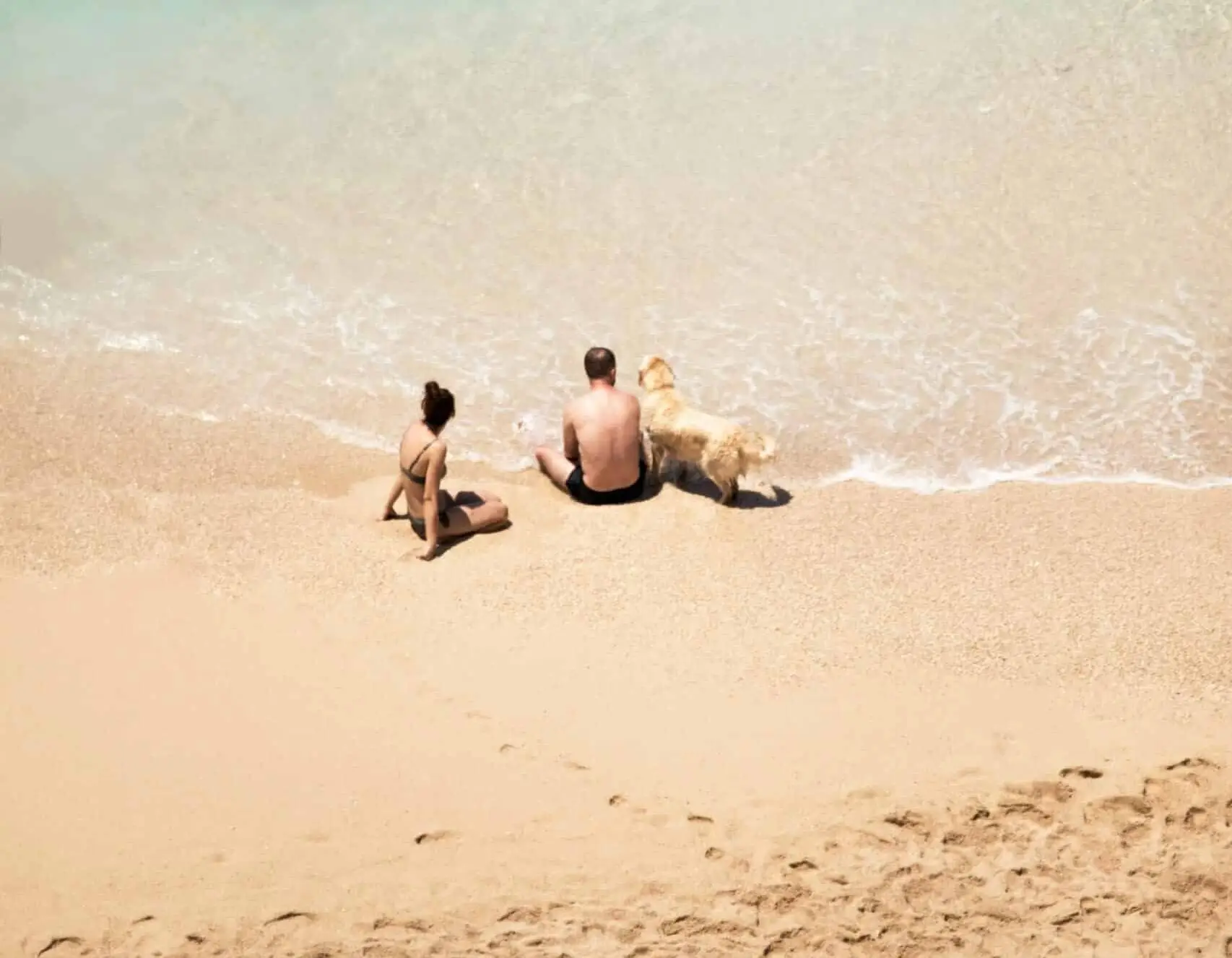 Taking a dog to Australia from the UK | PetAir UK