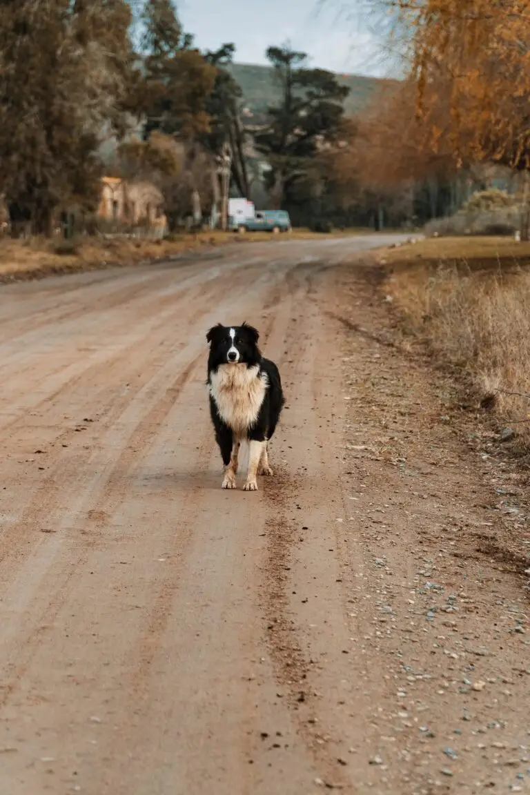 Where to take your dog in Buenos Aires | PetAir UK
