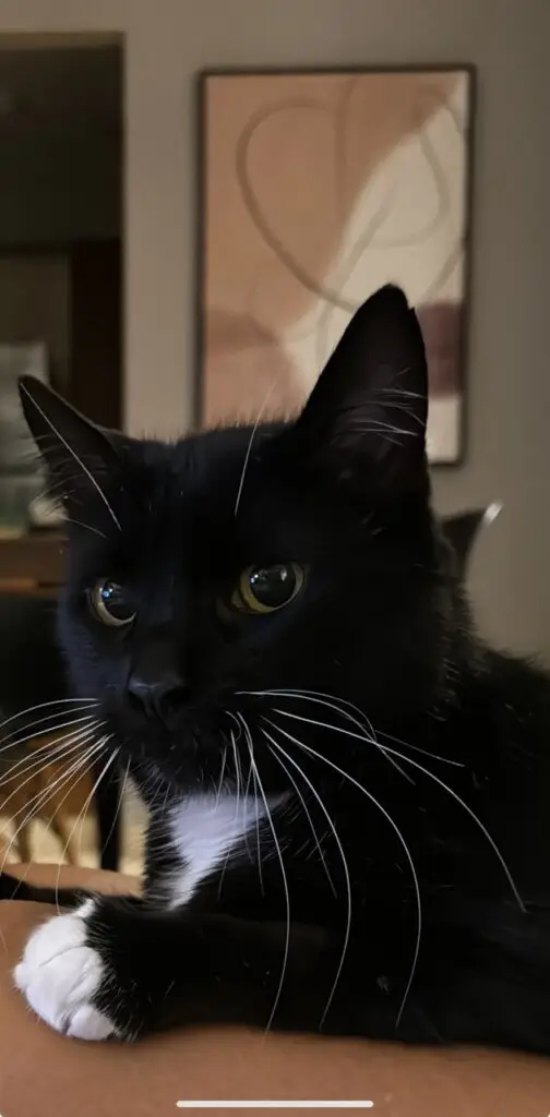 Pet travel for cats | PetAir UK