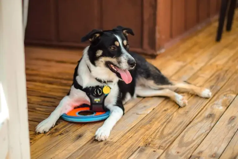 All you need to know about emotional support animals | PetAir UK