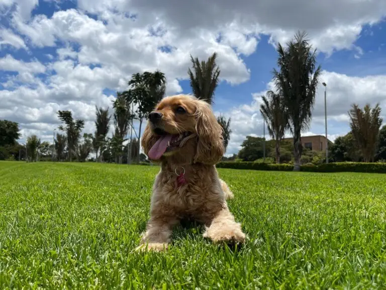 Where to take your dog in Colombia | PetAir UK