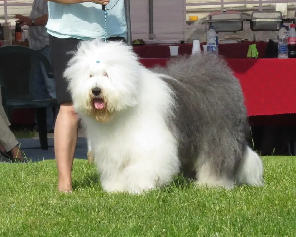 Old English Sheepdog facing extinction | PetAir UK