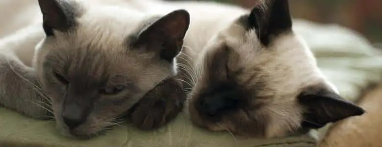 Cat Behaviours: What Do They Mean? | PetAir UK