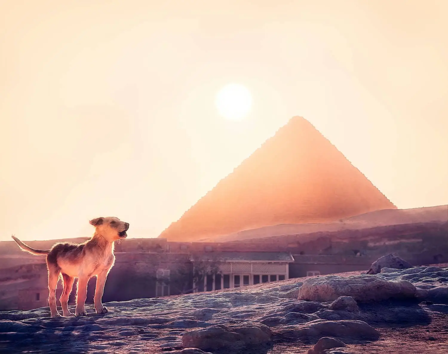 Where to take your dog in Cairo | PetAir UK