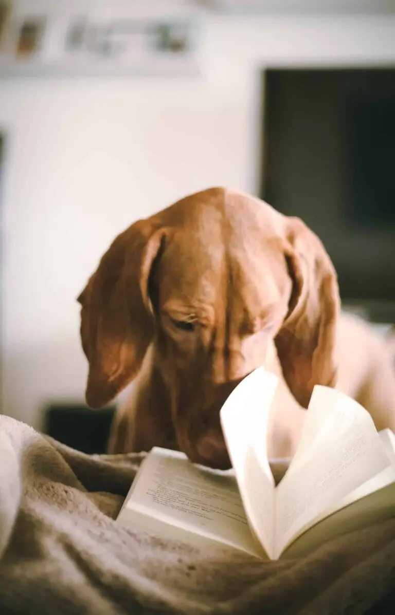 Study reveals world’s smartest dog breed | PetAir UK