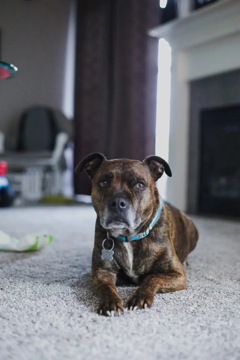 Social media helps reunite stolen dog with owner | PetAir UK