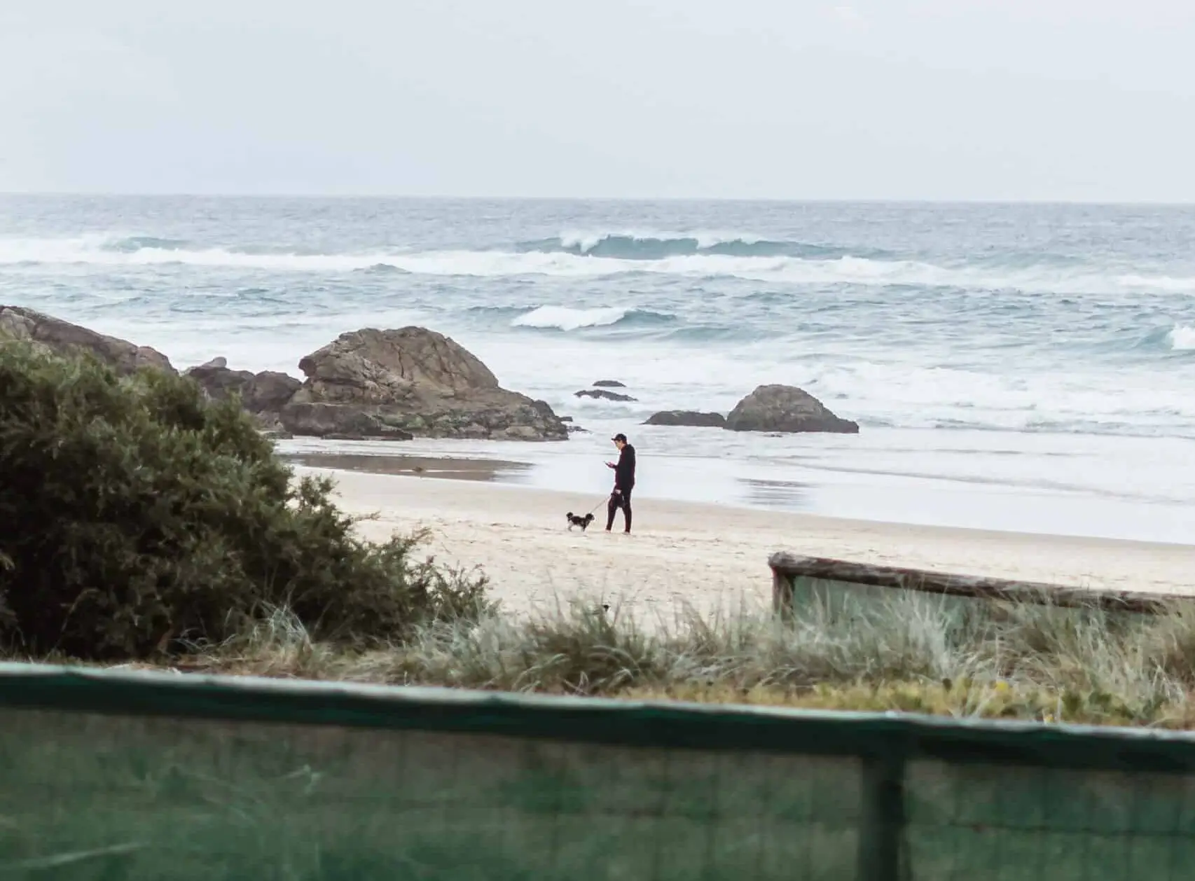 Things to do with your dog in Sydney | PetAir UK