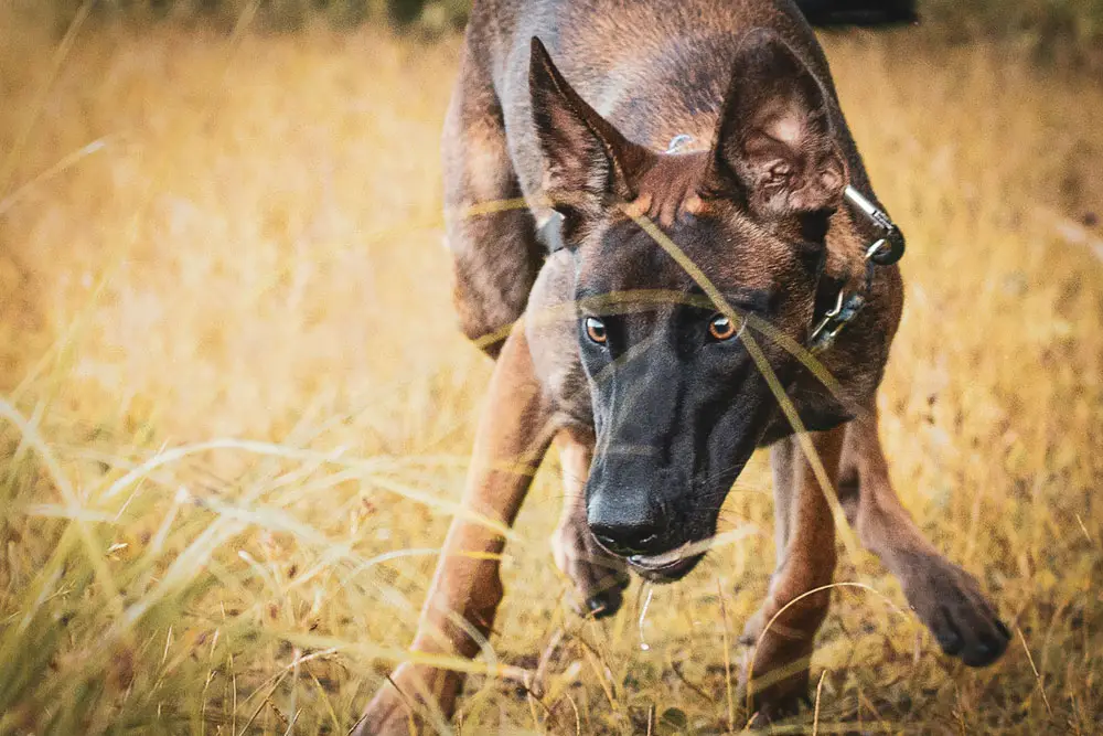 Study reveals world's smartest dog breed | PetAir UK