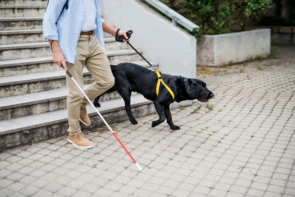 Study reveals world's smartest dog breed | PetAir UK