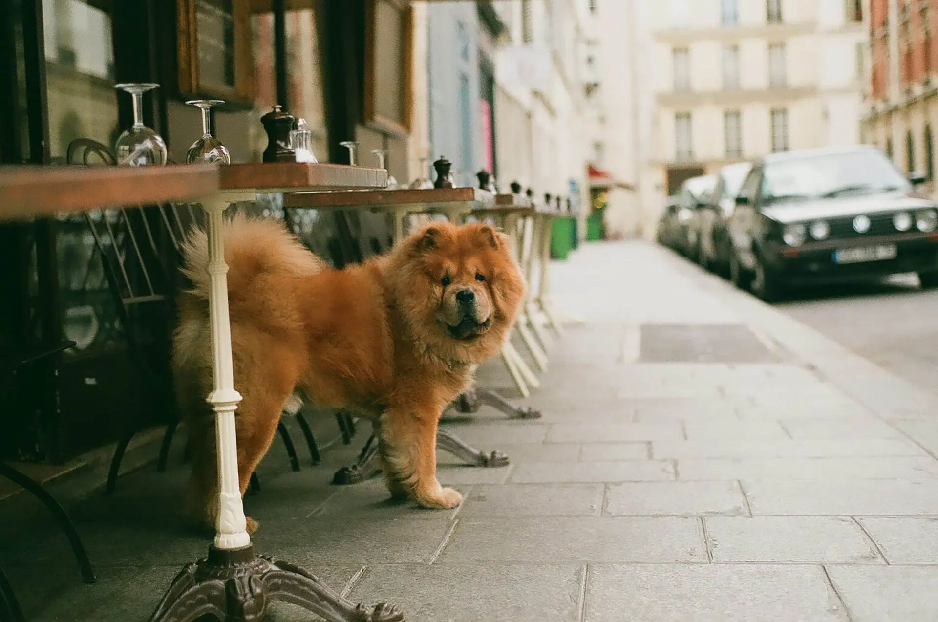 Where to take your dog in France | PetAir UK