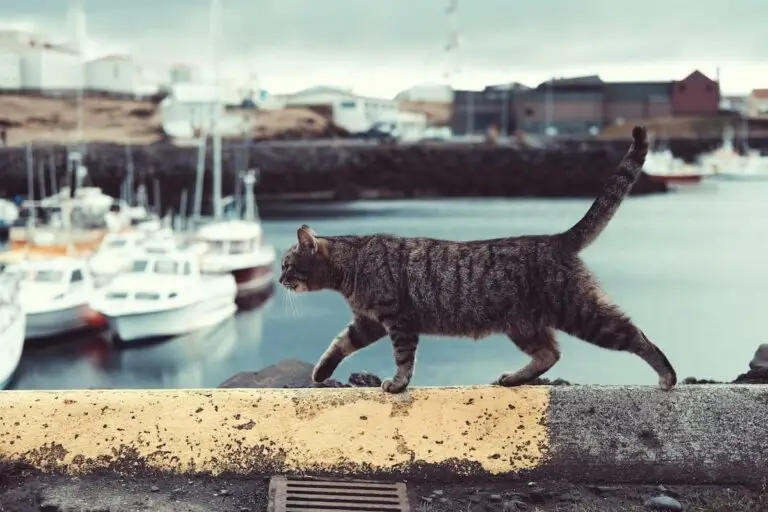 Famous cats throughout history | PetAir UK