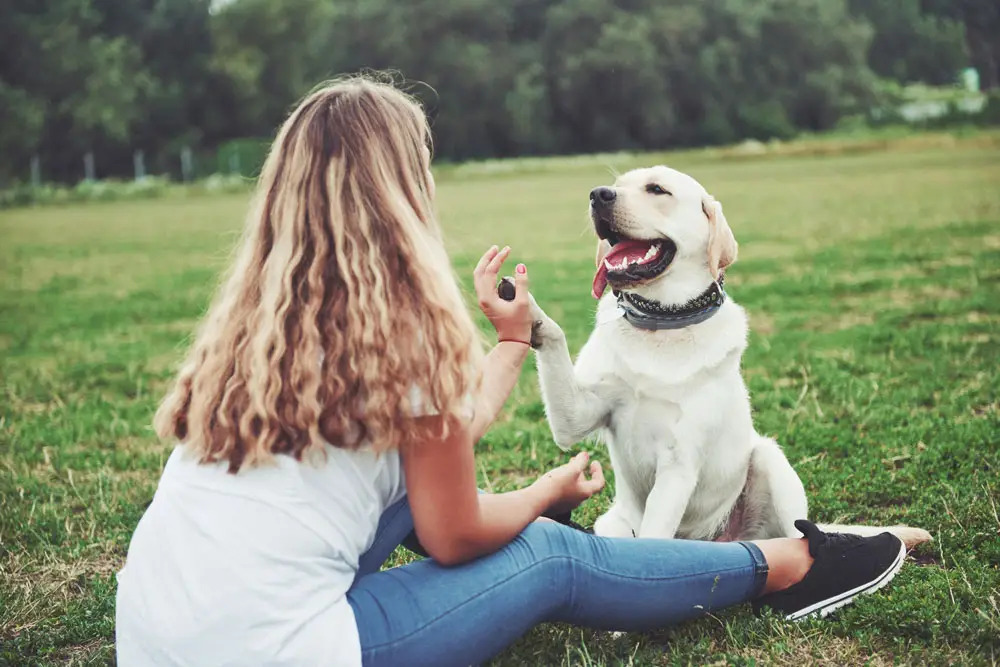 Top 10 Mischievous Dog Breeds Revealed | PetAir UK