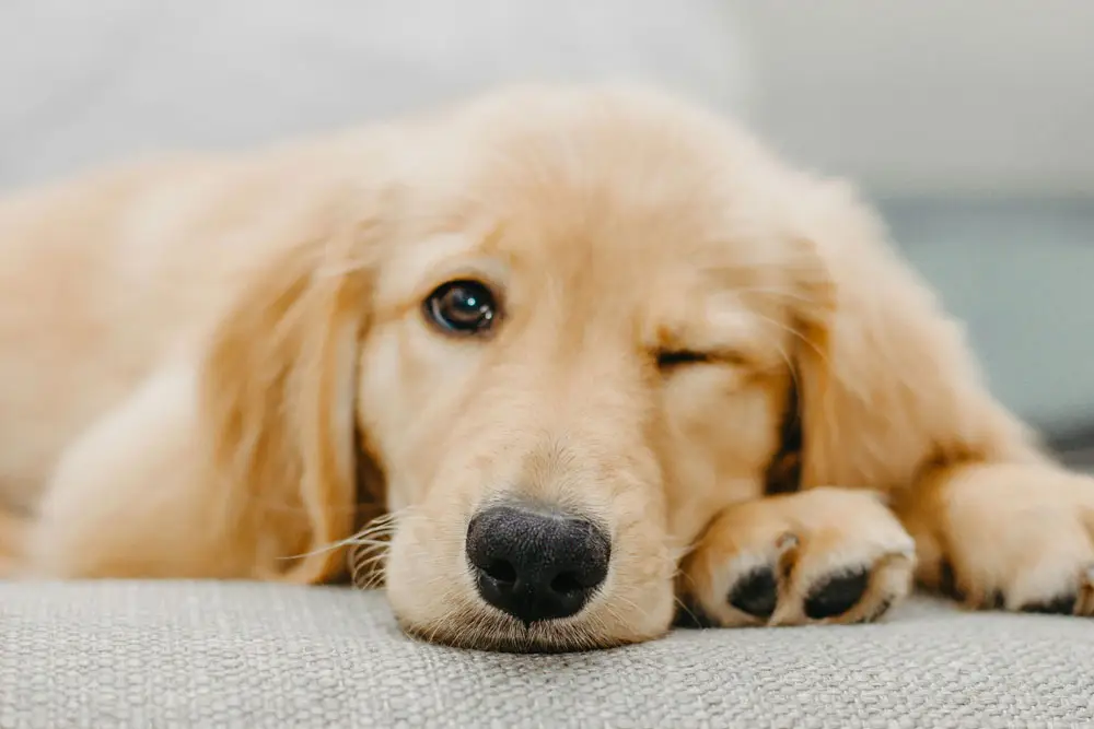 Top 10 Mischievous Dog Breeds Revealed | PetAir UK
