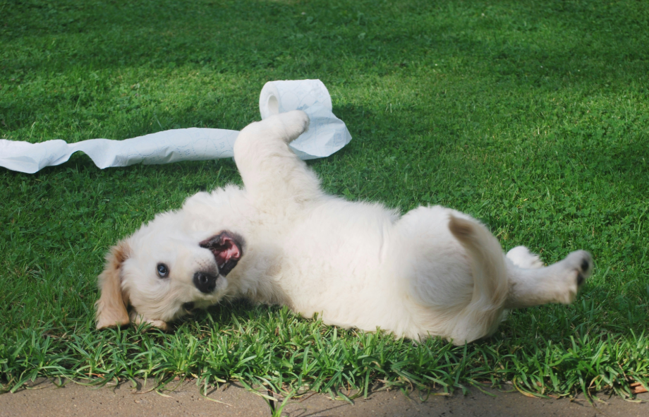 Top 10 mischievous dog breeds revealed | PetAir UK