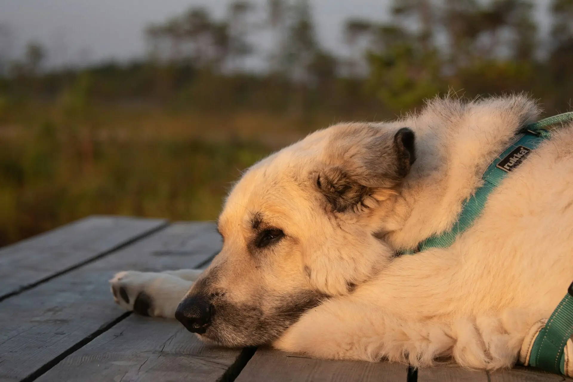 Exploring Saskatoon with Your Pet | PetAir UK