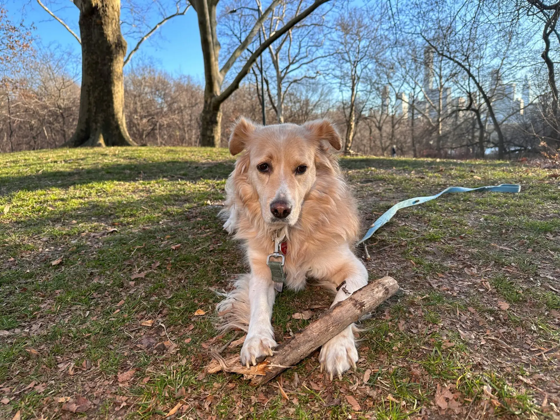Exploring Central Park, New York City with your dog | PetAir UK