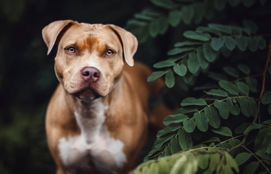 Unusual pet laws | PetAir UK