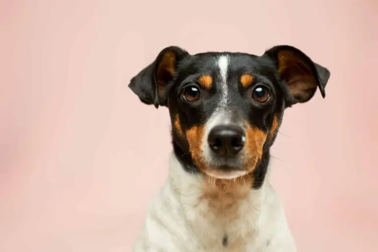 Will your pet be safe flying in the hold? | PetAir UK